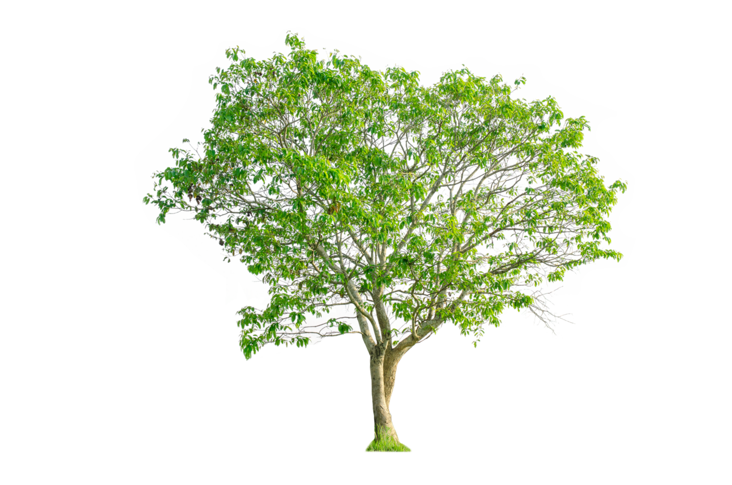 A tree shape and tree branch. Single green tree. png