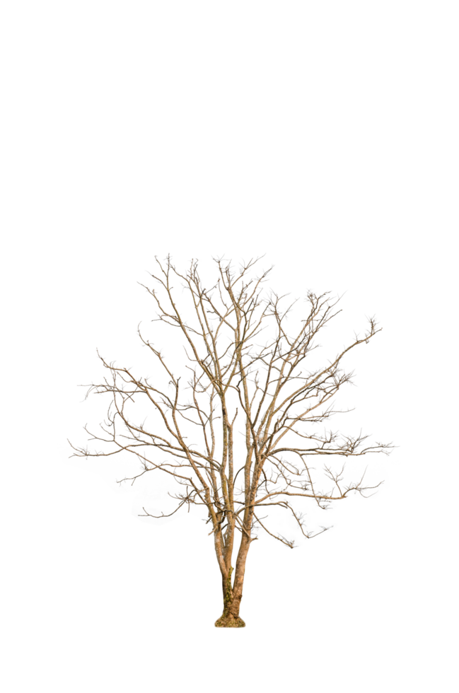 Dry tree shape and tree branch. Single dead tree. png
