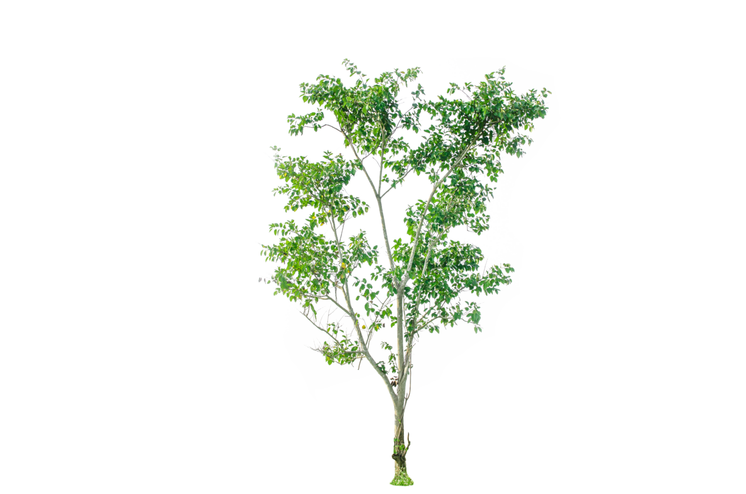 A tree shape and tree branch. Single green tree. png