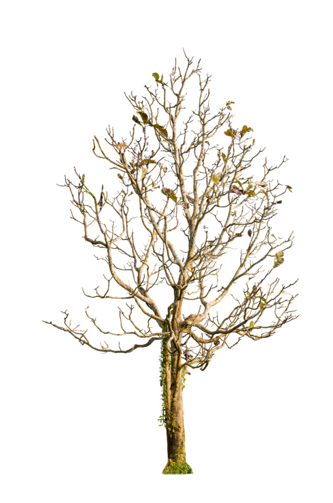 Dry tree shape and tree branch. Single dead tree. png