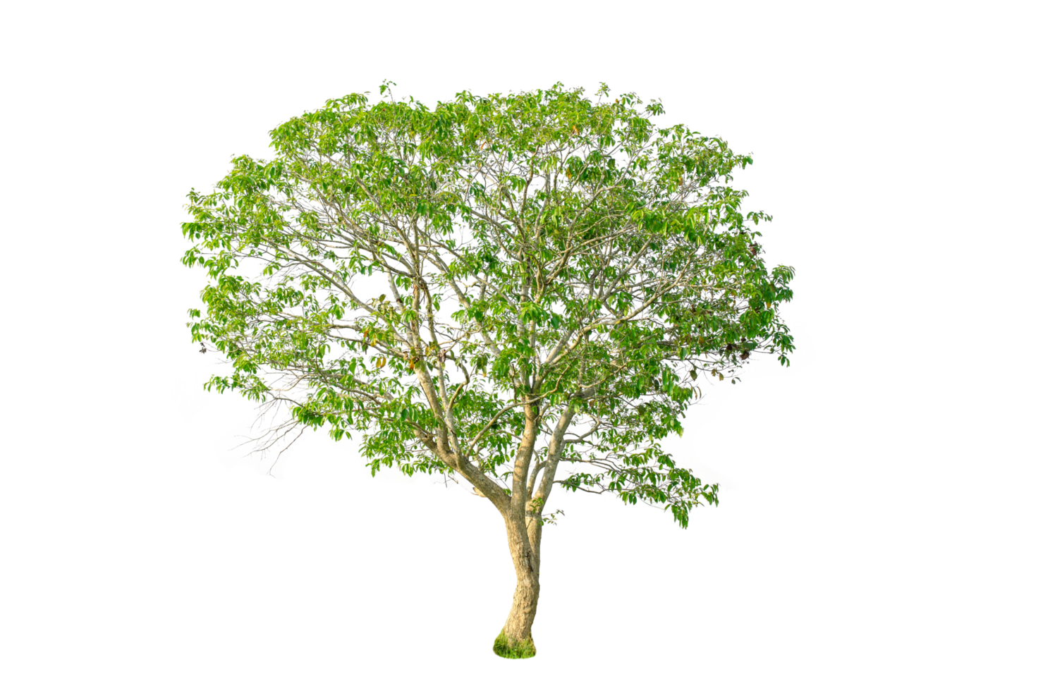 A tree shape and tree branch. Single green tree. png