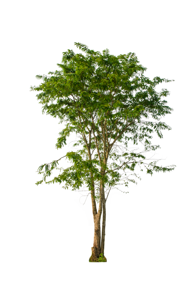 A tree shape and tree branch. Single green tree. png