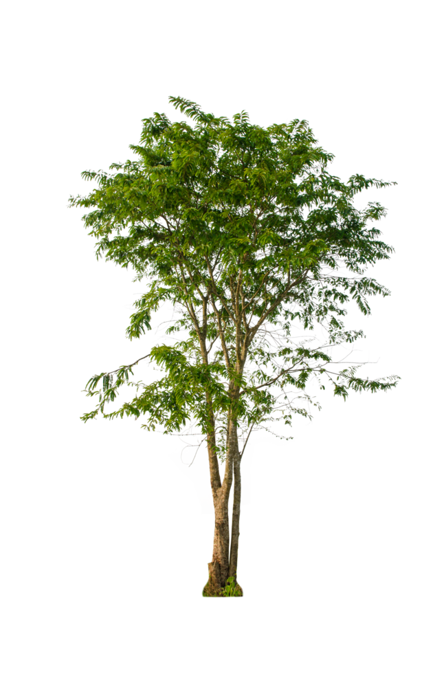 un' albero forma e albero ramo. singolo verde albero. png