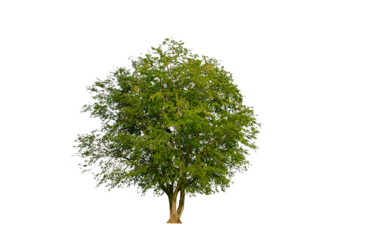 A tree shape and tree branch. Single green tree. png