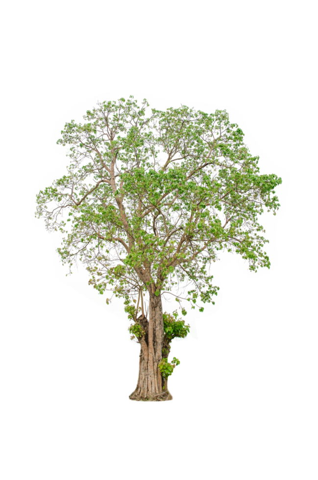 A tree shape and tree branch. Single green tree. png