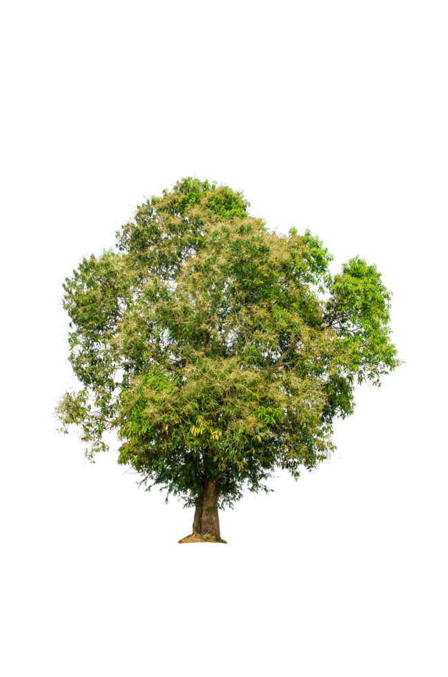 A tree shape and tree branch. Single green tree. png