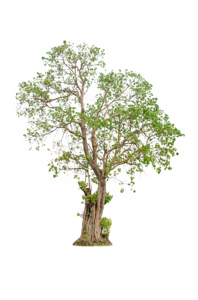 A tree shape and tree branch. Single green tree. png