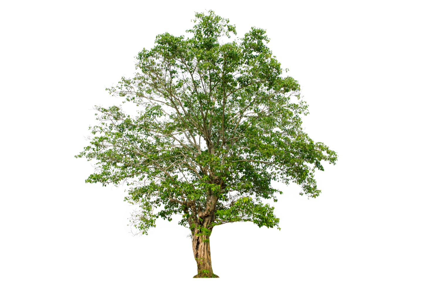 A tree shape and tree branch. Single green tree. png