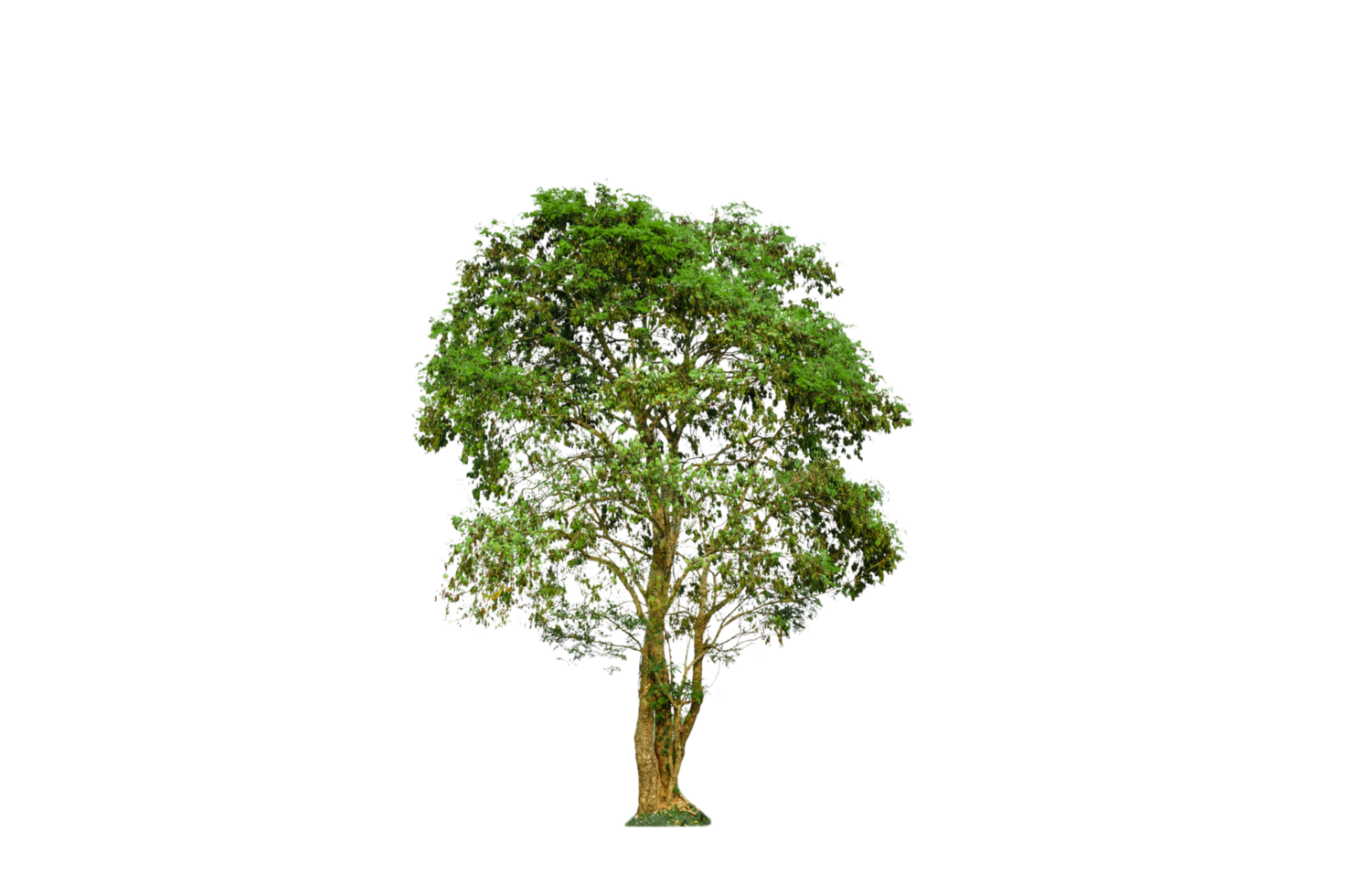 A tree shape and tree branch. Single green tree. png