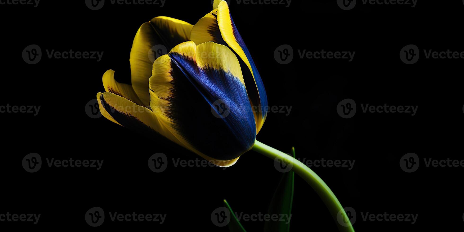 . . Blue and yellow aesthetics beautiful tulip flower in color of Ukraine. Romantic love vibe. Graphic Art photo