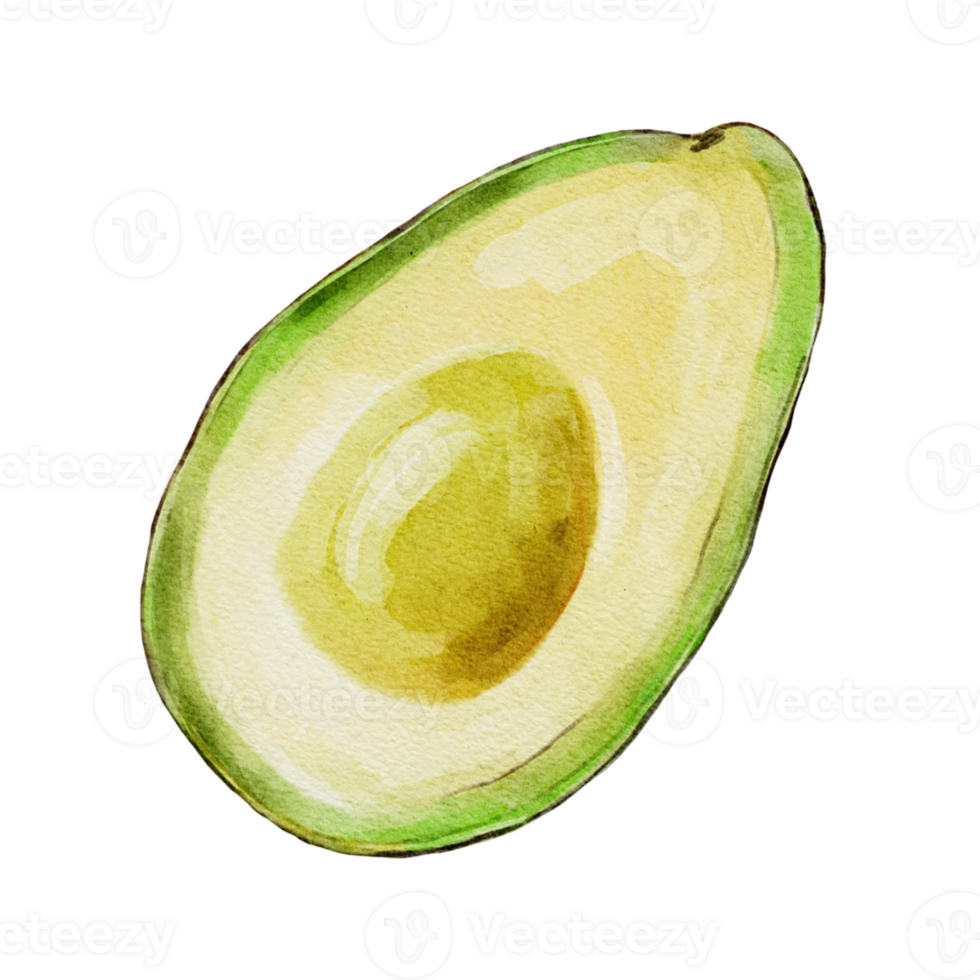 Watercolor botanical clipart with avocado png