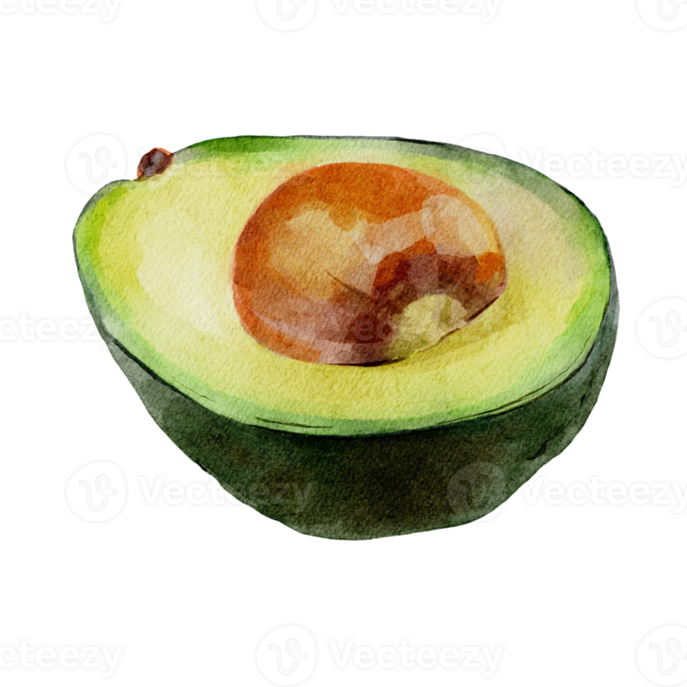 Watercolor botanical clipart with avocado png