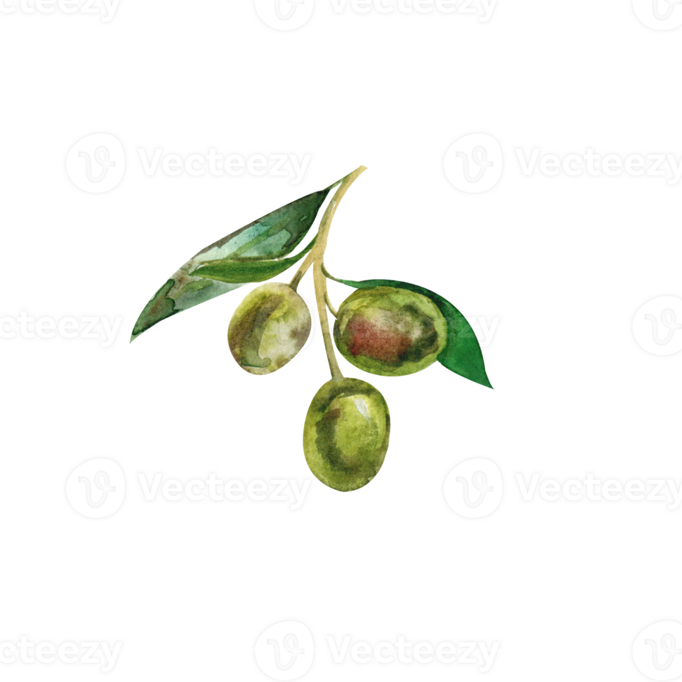 Watercolor illustration with green olive branch png