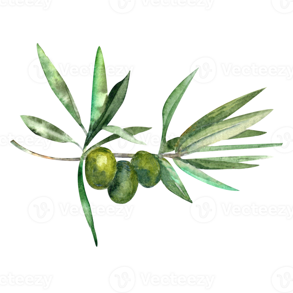 Watercolor illustration with green olive branch png