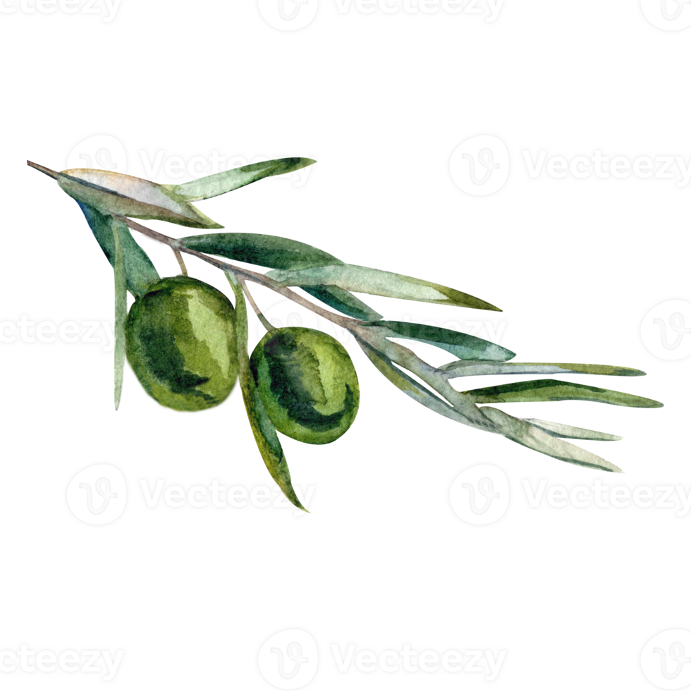 Watercolor illustration with green olive branch png