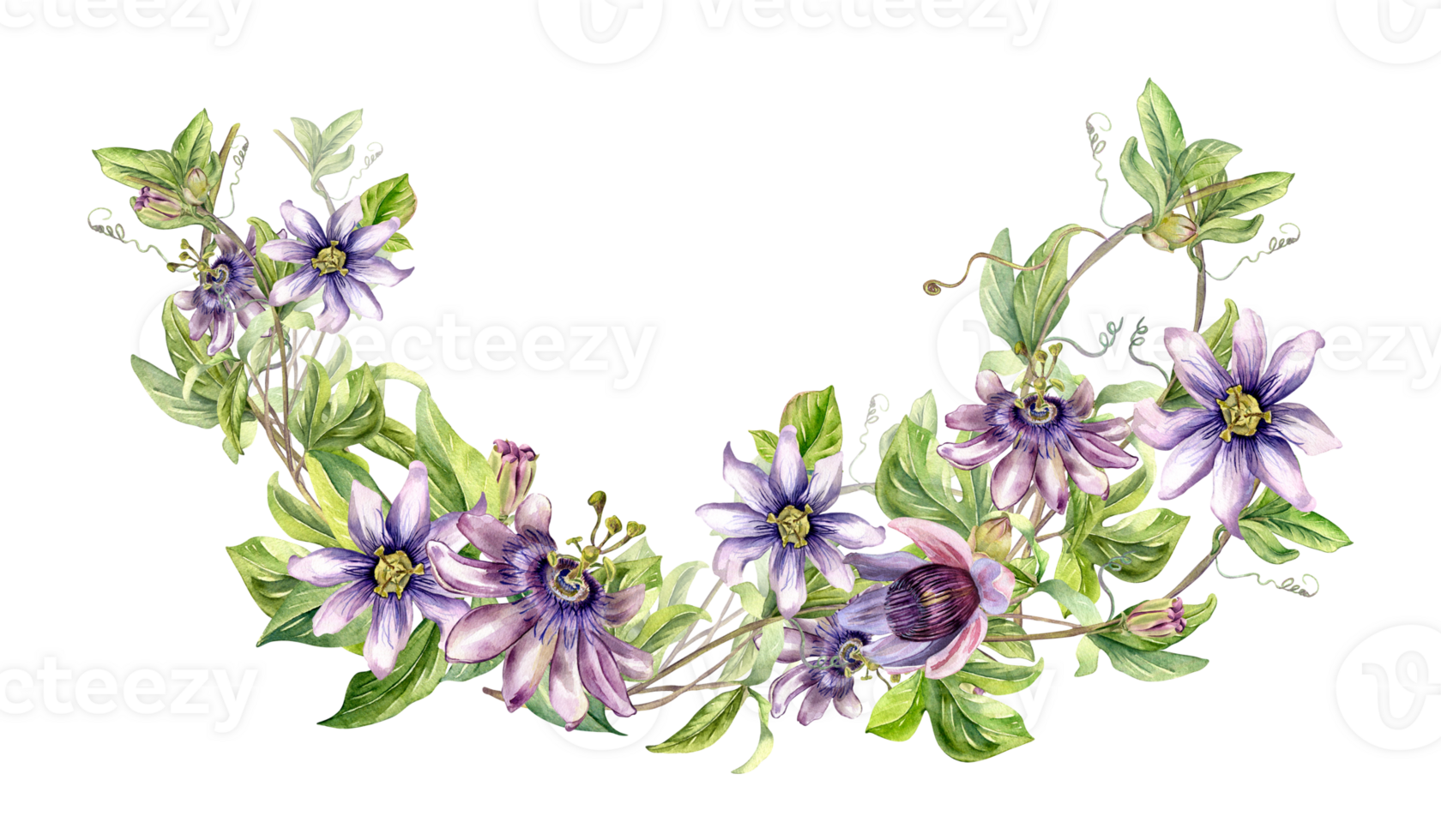 samenstelling van passie bloem fabriek waterverf illustratie. blauw tropisch plant, stam en gebladerte hand- getrokken. ontwerp element voor uitnodiging, label, servies, verpakking, inpakken. png