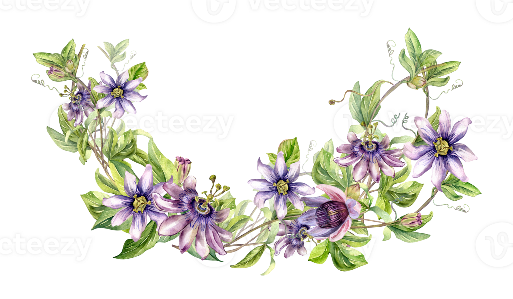 Composition of passion flower plant watercolor illustration. Blue tropical plant, stem and foliage hand drawn. Design element for invitation, label, tableware, packaging, wrapping. png