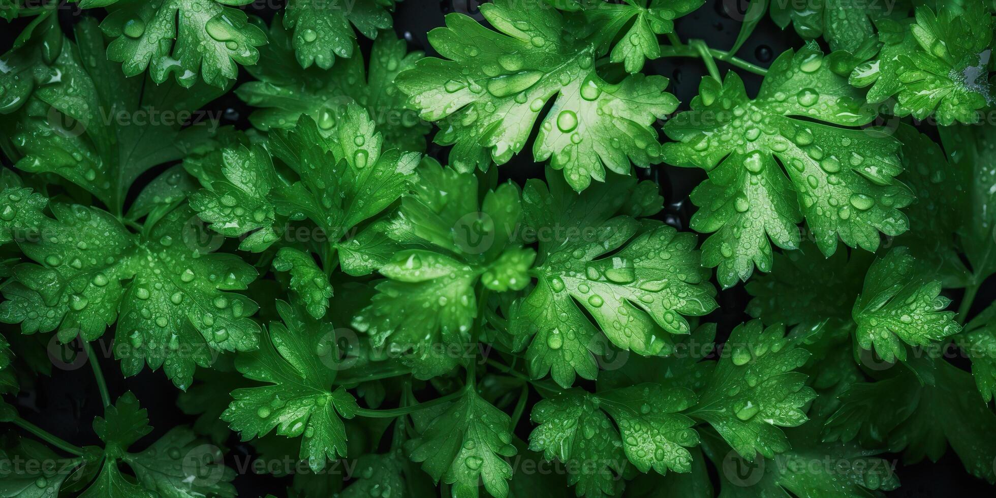 ai generado. ai generativo. macro fotorrealista Disparo ilustración de eco orgánico perejil antecedentes. sano verde Tienda onda. gráfico Arte foto