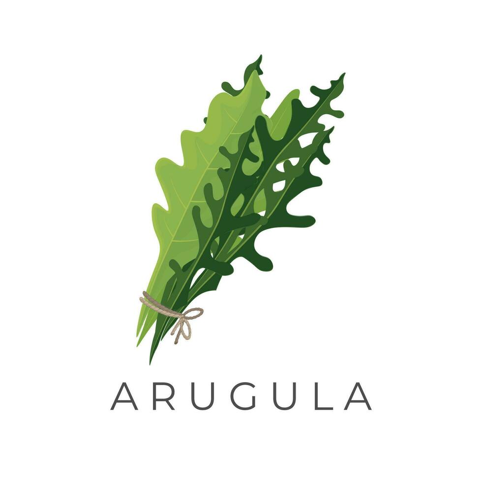 Vector Illustration Logo A Bunch of Arugula Vegetables