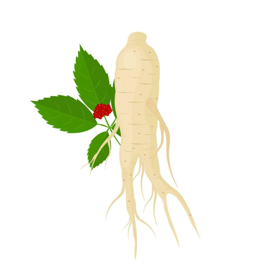 Natural Ginseng Root Realistic Vector Illustration Logo