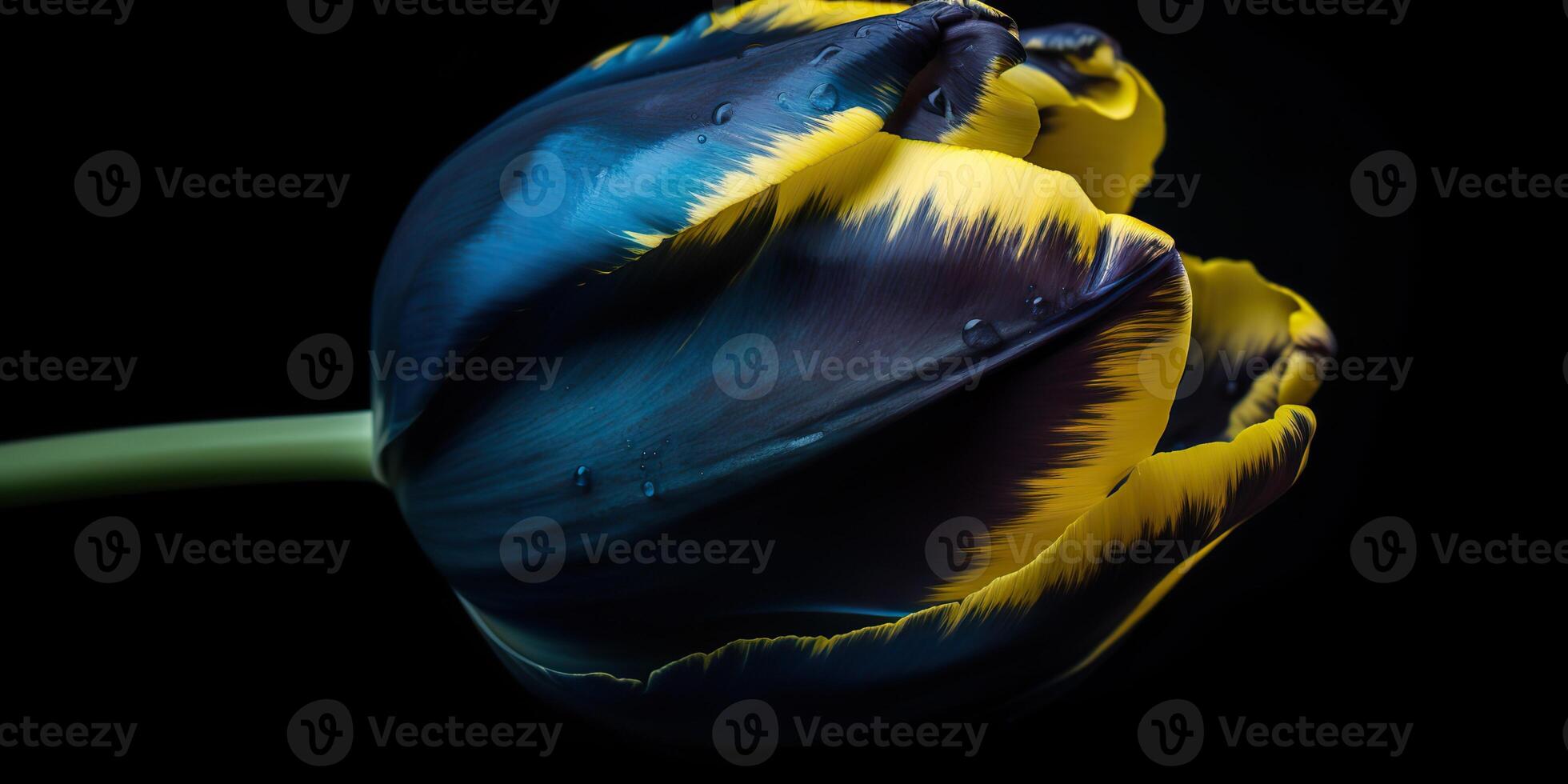 . . Blue and yellow aesthetics beautiful tulip flower in color of Ukraine. Romantic love vibe. Graphic Art photo