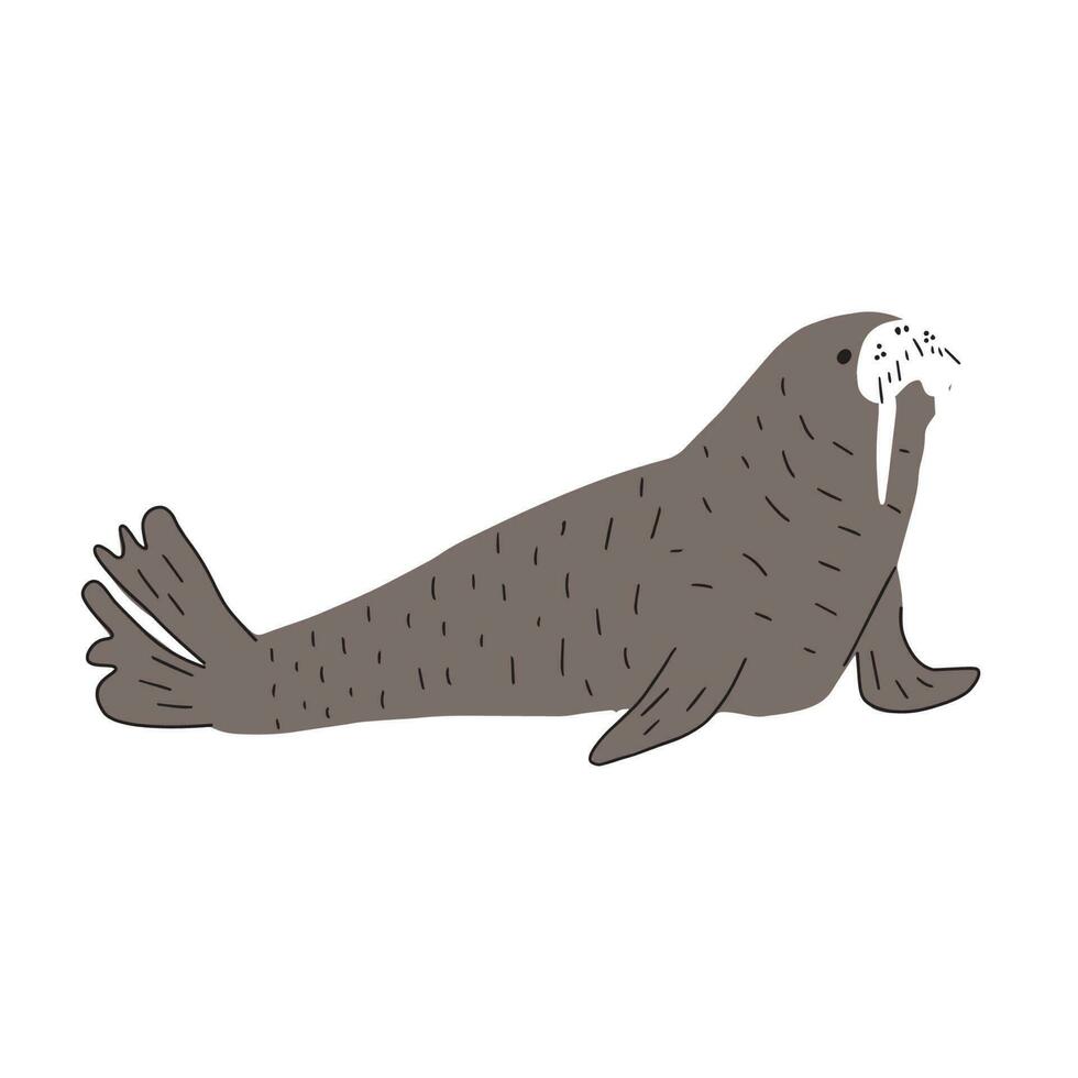 Cute walrus in Scandinavian style on a white background. Vector hand drawn kids illustration. Sea ocean. Underwater world