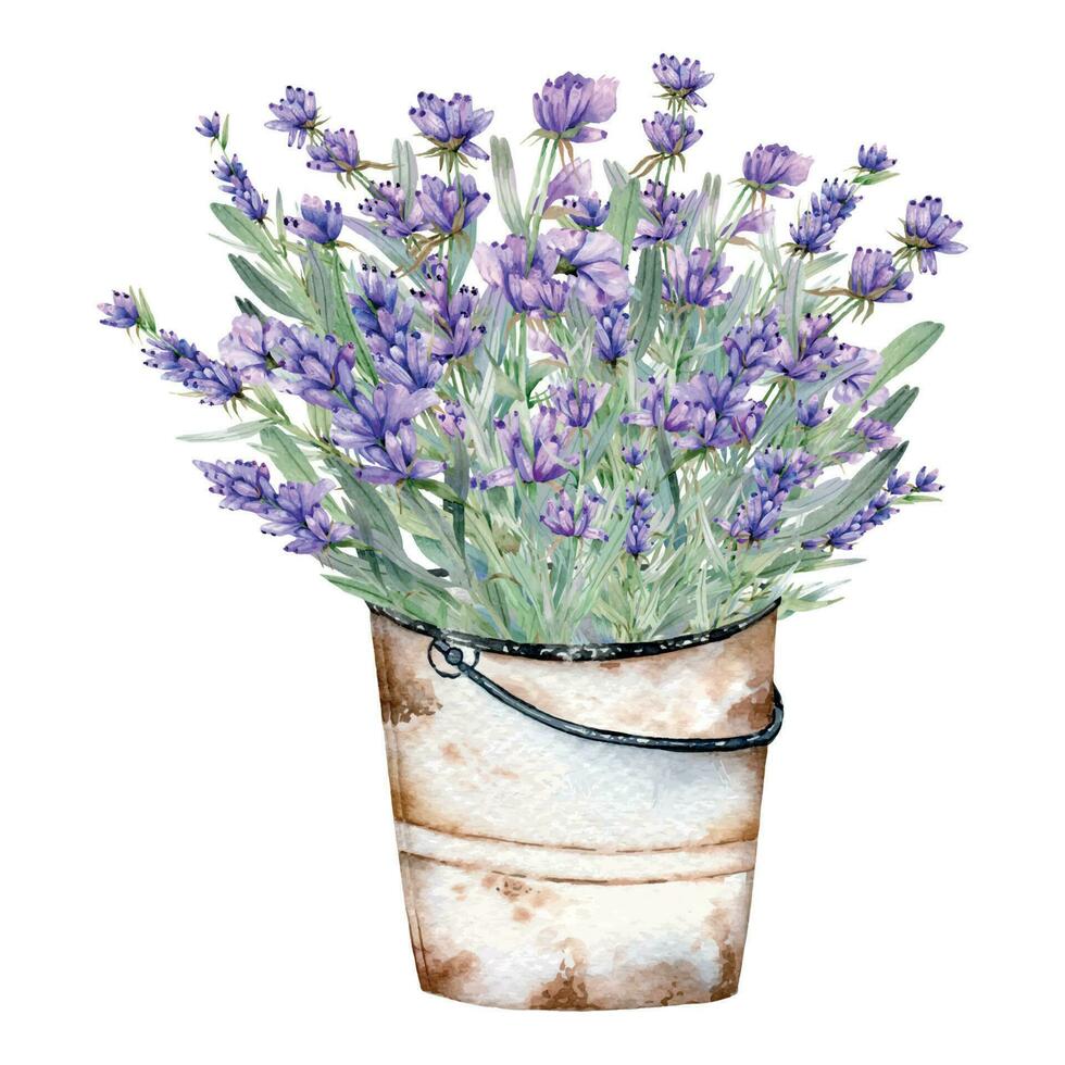 Lavender Watercolor Illustration. Provence Herbs Hand Painted isolated on white background.  Perfect for wedding invitations, bridal shower and  floral greeting cards vector