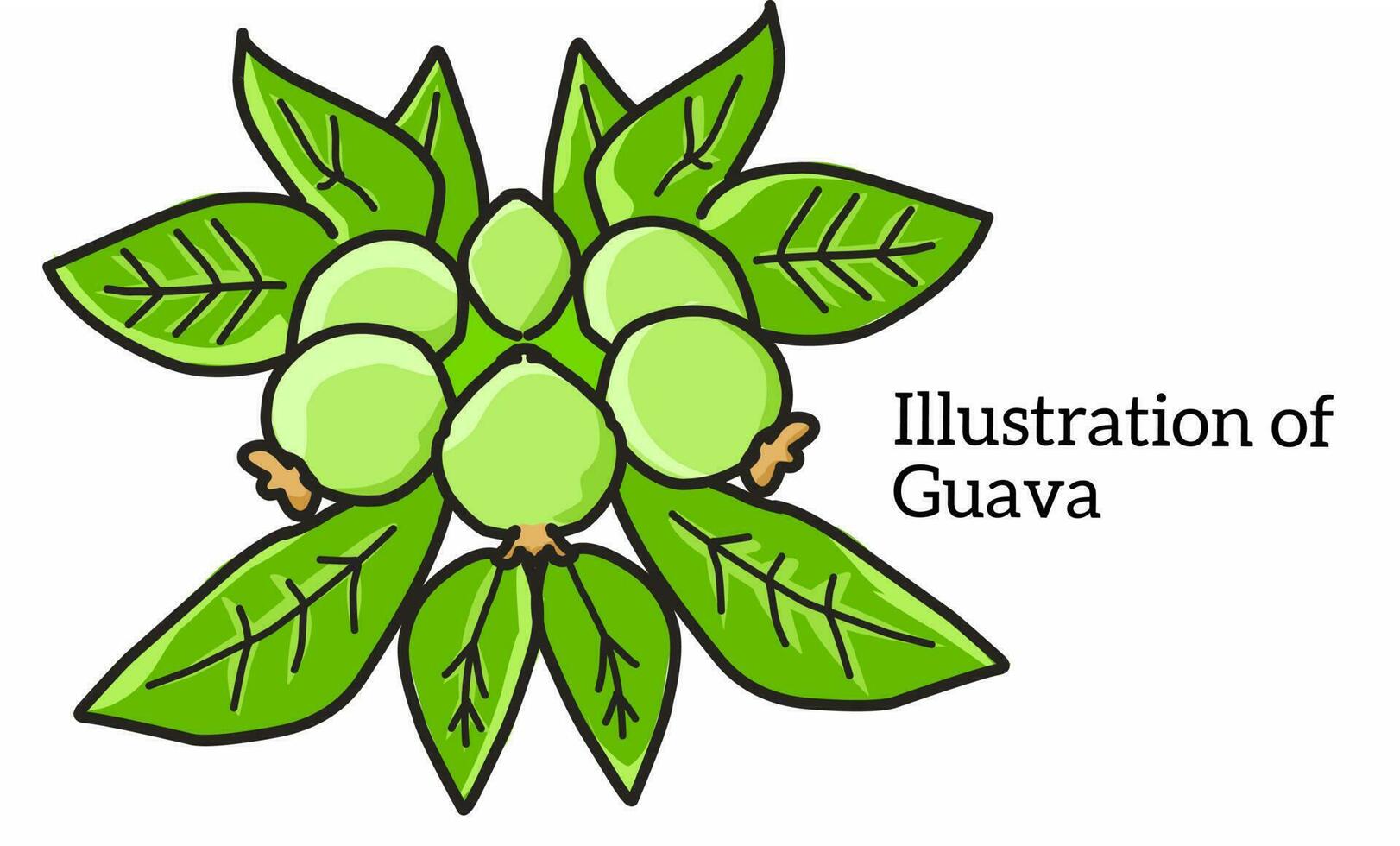 Illustration of a bunch of guava fruit with its dense leaves isolated on white background. Flat design. vector