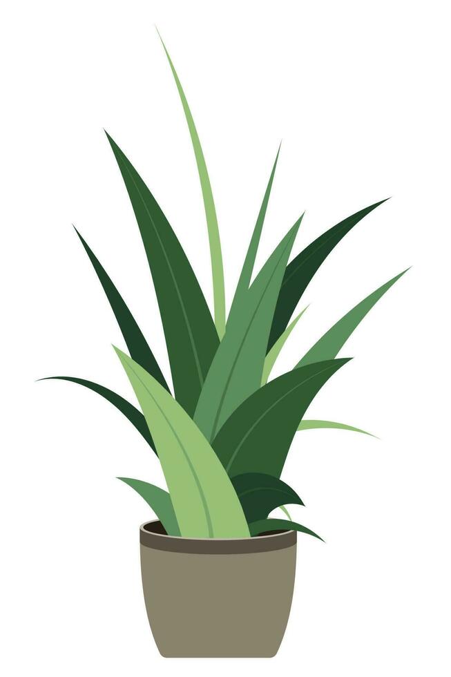 Home plant. Potted plant isolated. Decorative green houseplant in pot. Plant in pot. Vector illustration