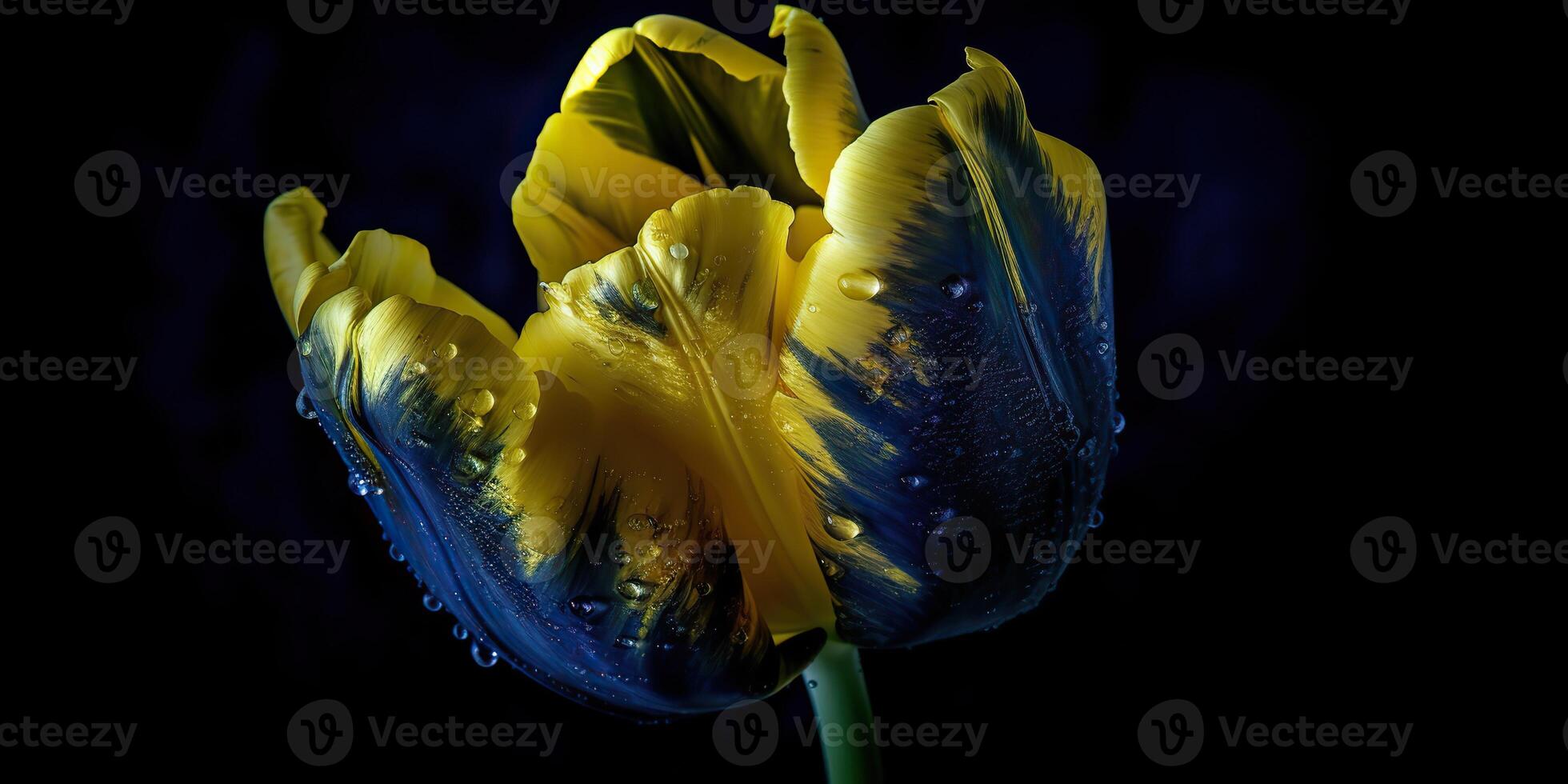 . . Blue and yellow aesthetics beautiful tulip flower in color of Ukraine. Romantic love vibe. Graphic Art photo