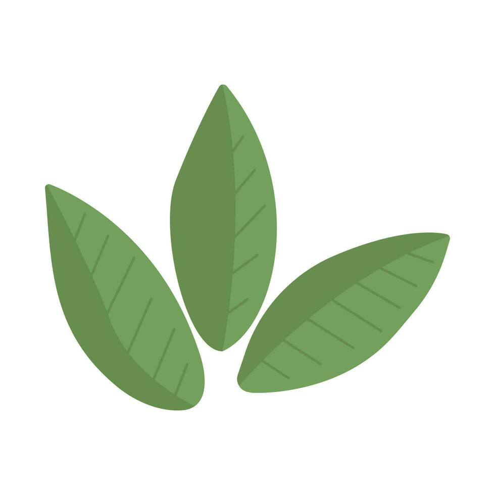 Mint leaf green vector illustration set. Mint logo vector.