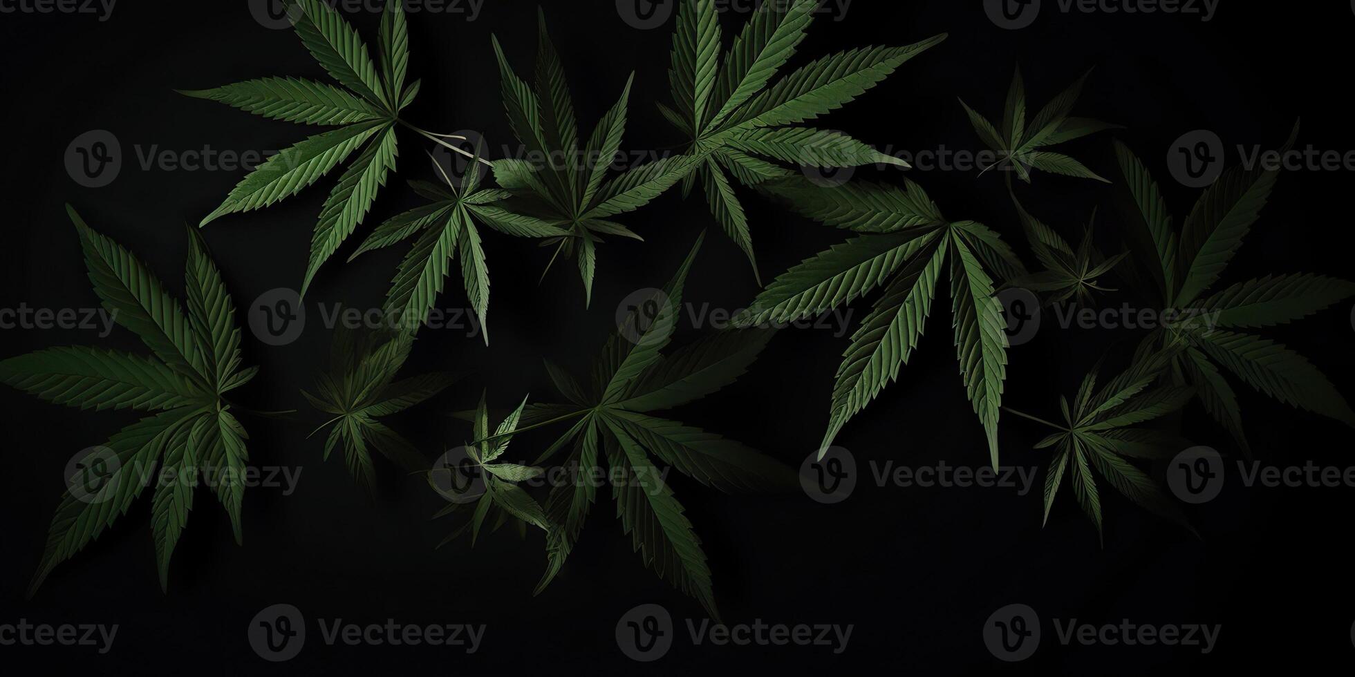 . . Photo macro shot of realistic cannabis leaves on dark moody black background. Can be used for medicine promotion or graphic design. Graphic Art