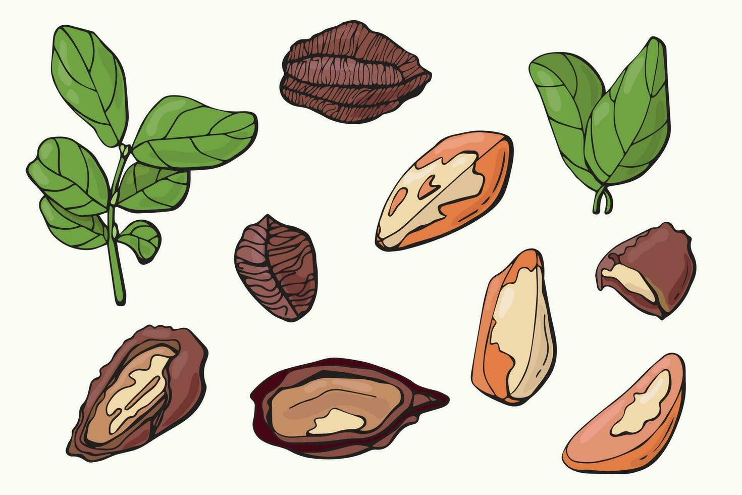 Brazil nuts set. Cartoon style. White background, isolate. vector illustration.
