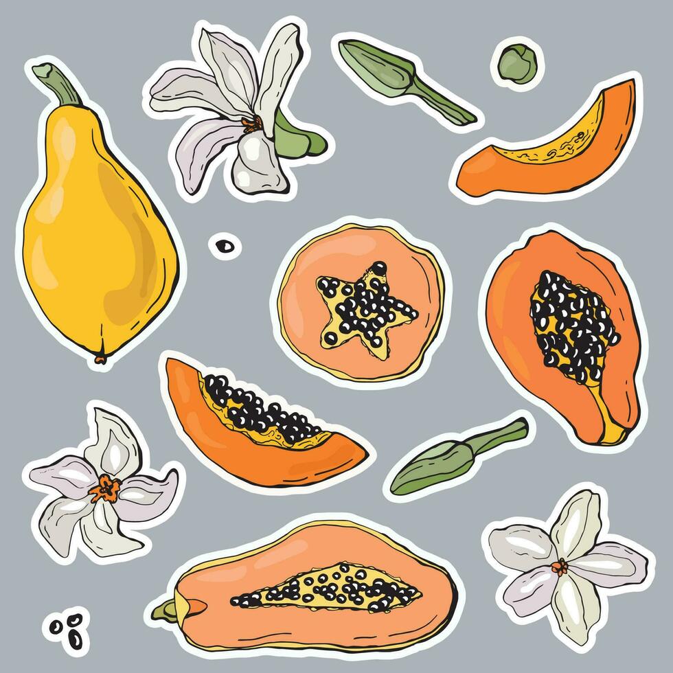 papaya pegatinas colocar. frutas, hojas y flores vector