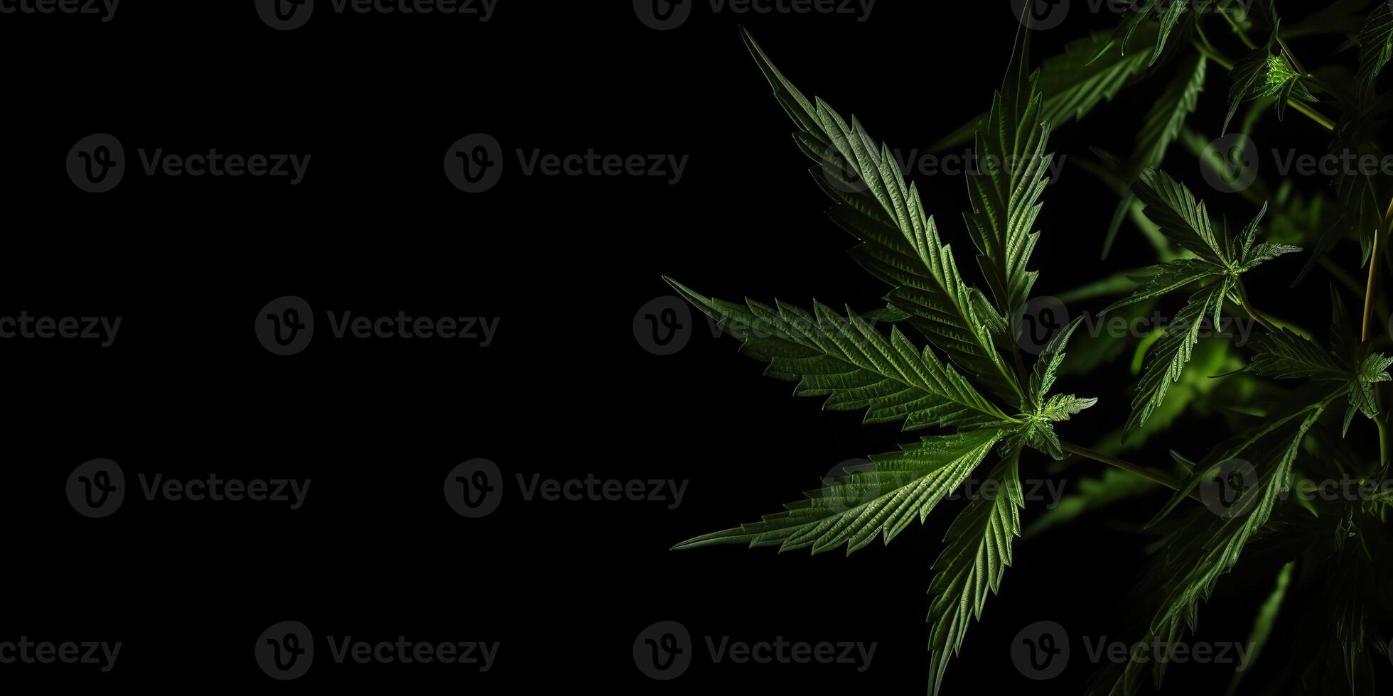 . . Photo macro shot of realistic cannabis leaves on dark moody black background. Can be used for medicine promotion or graphic design. Graphic Art