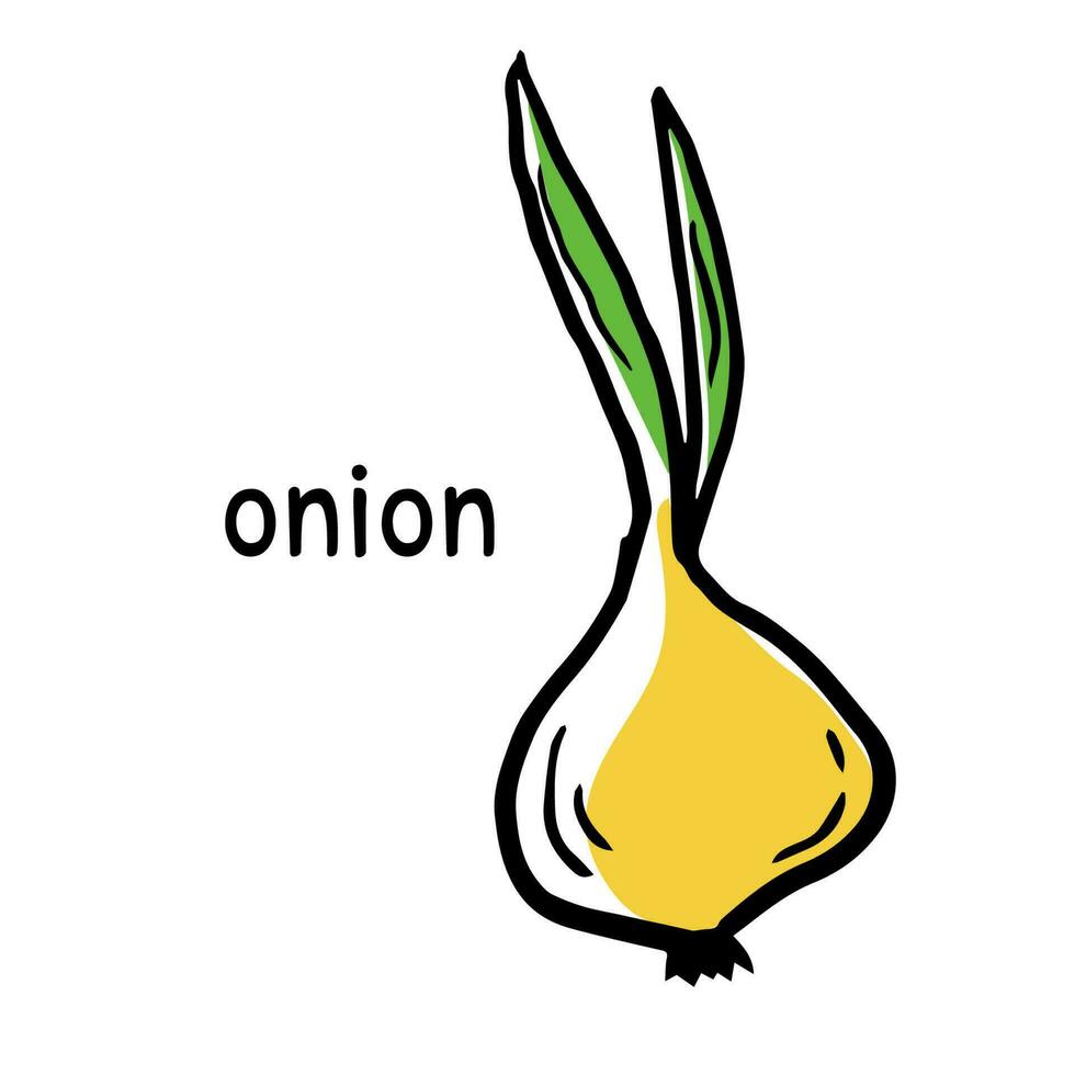 Doodle onion icon with its name. Hand drawn sketch logo of vegetable. Isolated vector illustration in doodle line style.