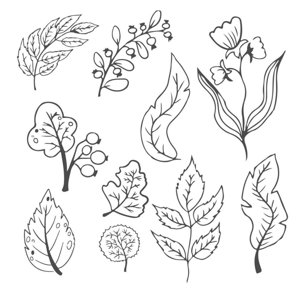 Doodle hand drawn leaves, foliage, cute elegant aesthetic plant isolated on white background. Border, design element, sketchy drawing. Vector illustration