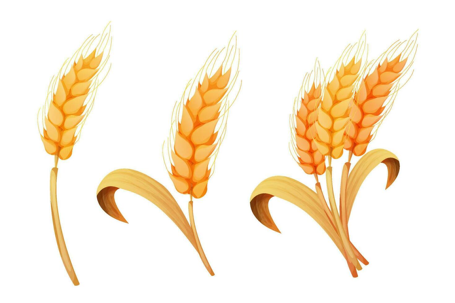Wheat spikelet, grain on straw in cartoon style, detailed isolated on white background. Agriculture plant with seeds. Vector illustration