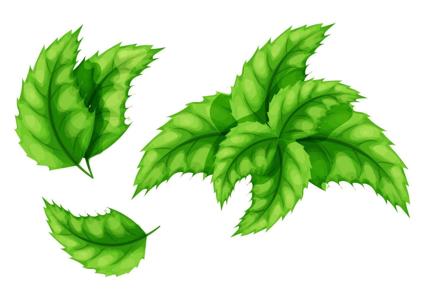 Set Mint, peppermint leaves, mentol herb in cartoon style isolated on white background. Vector illustration