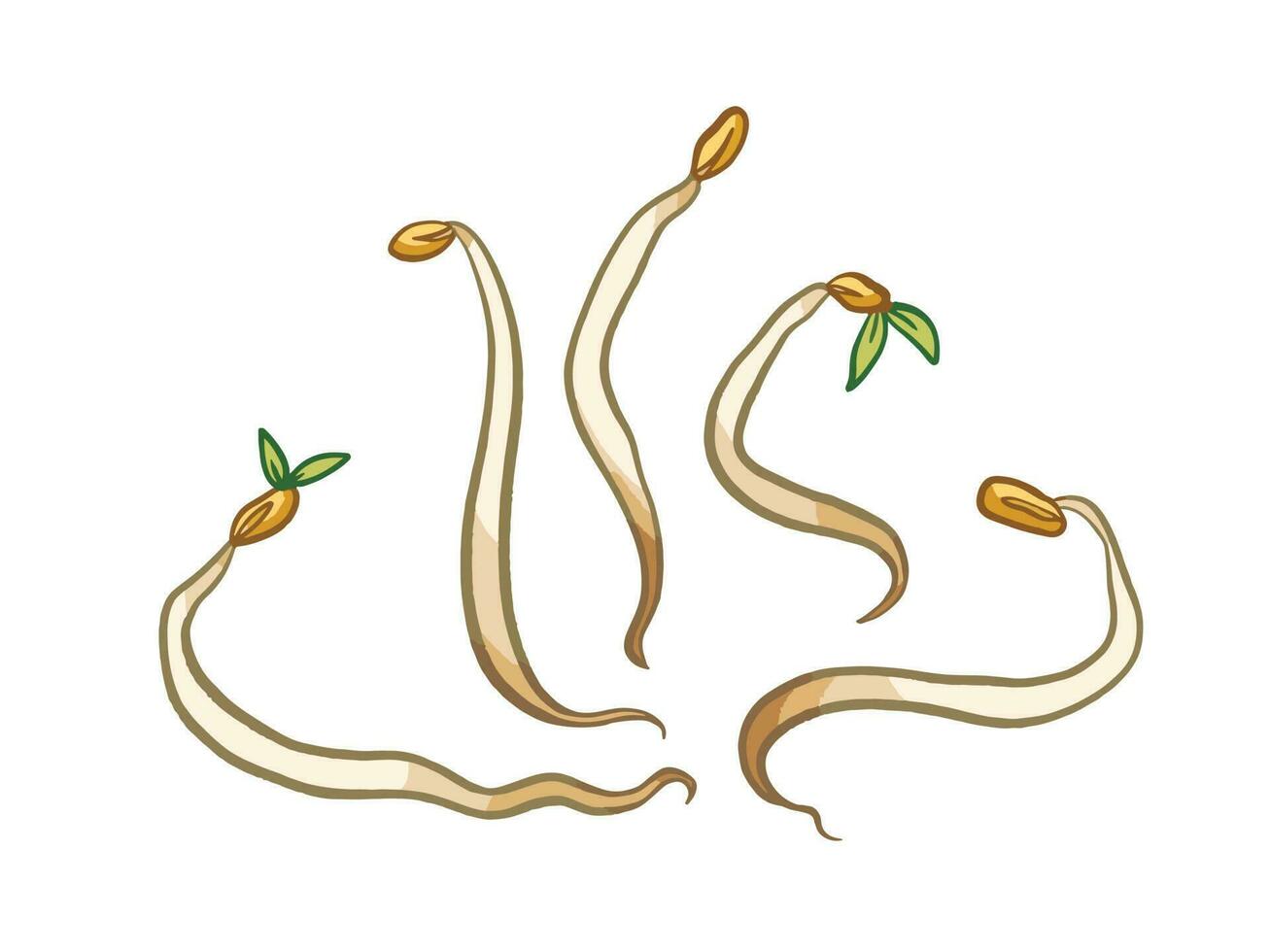 Bean sprouts vegetable. Tauge makanan sayur. Healthy food vector illustration isolated on horizontal white background. Simple flat outlined art style drawing.