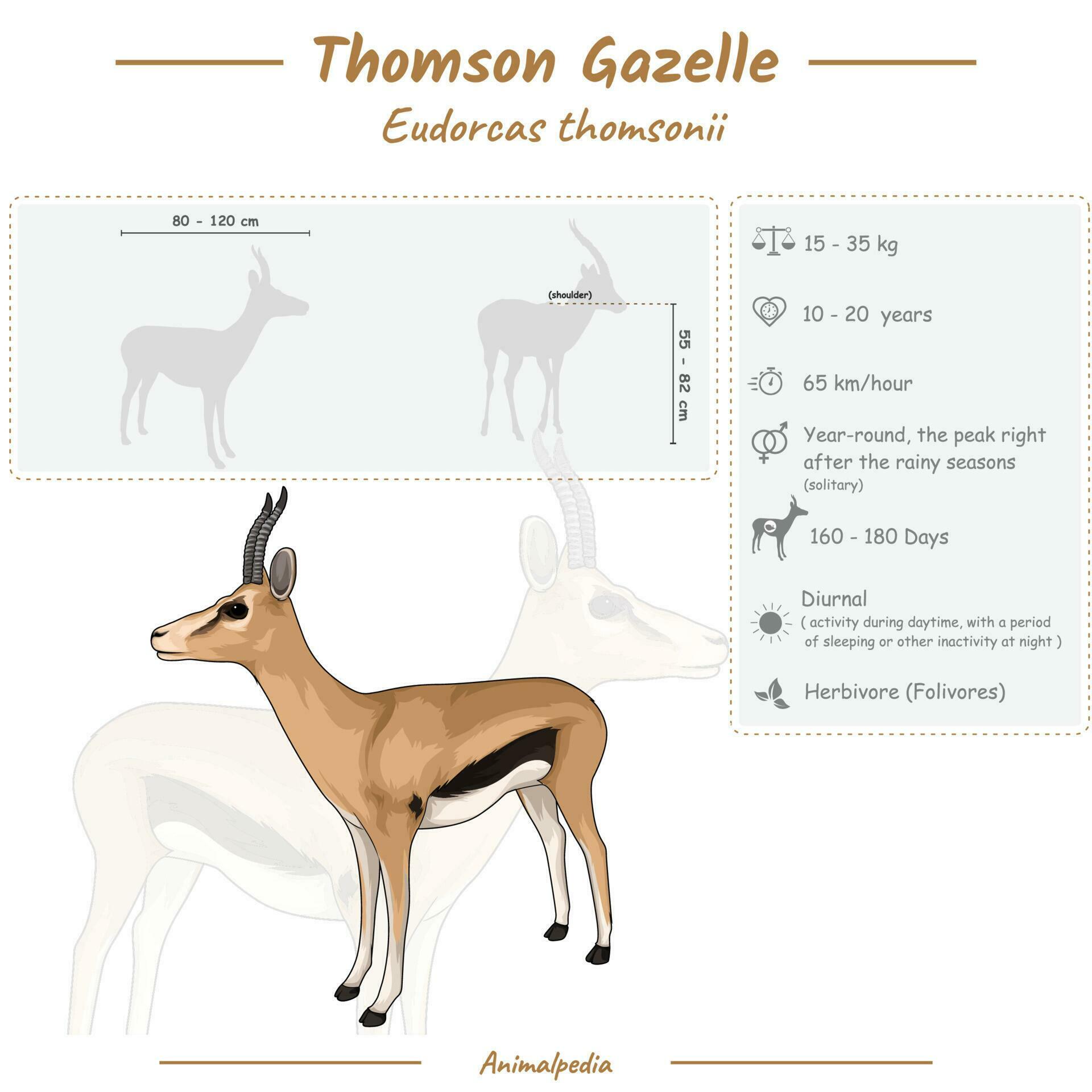 Infographic of a Thompson Gazelle. 23799836 Vector Art at Vecteezy