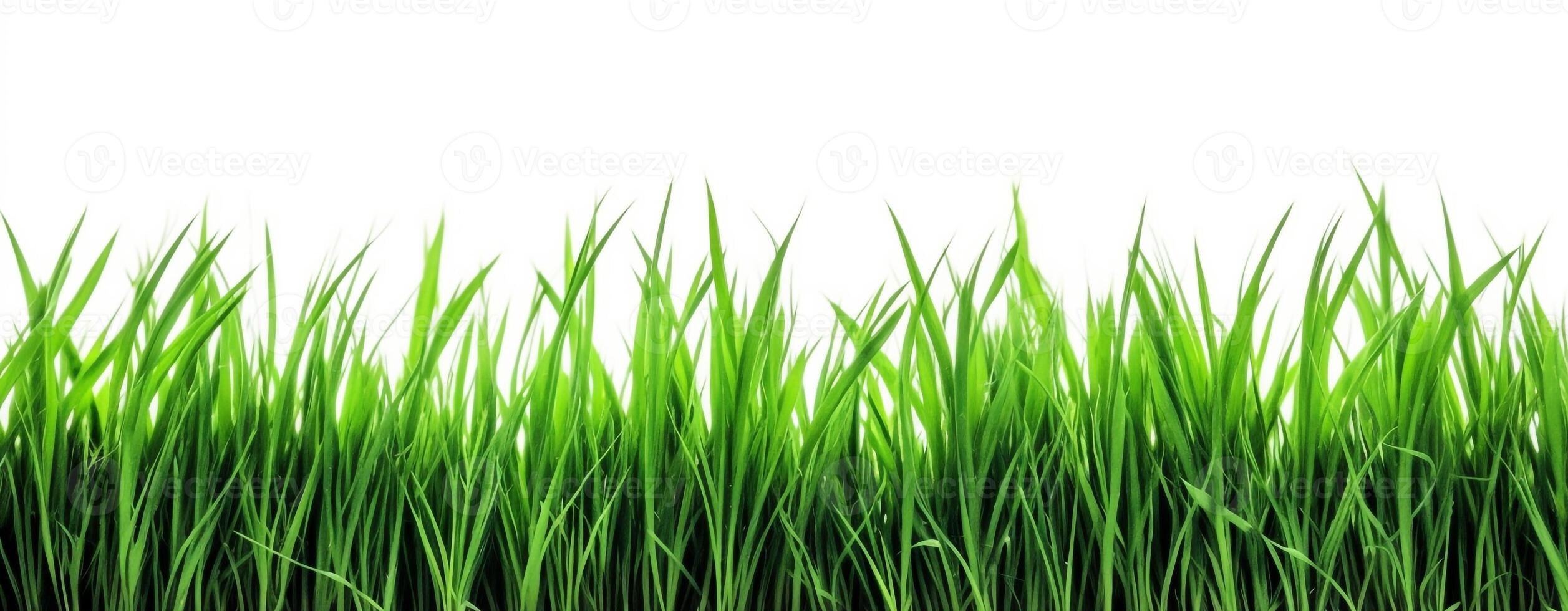 Grass isolated on white background. photo