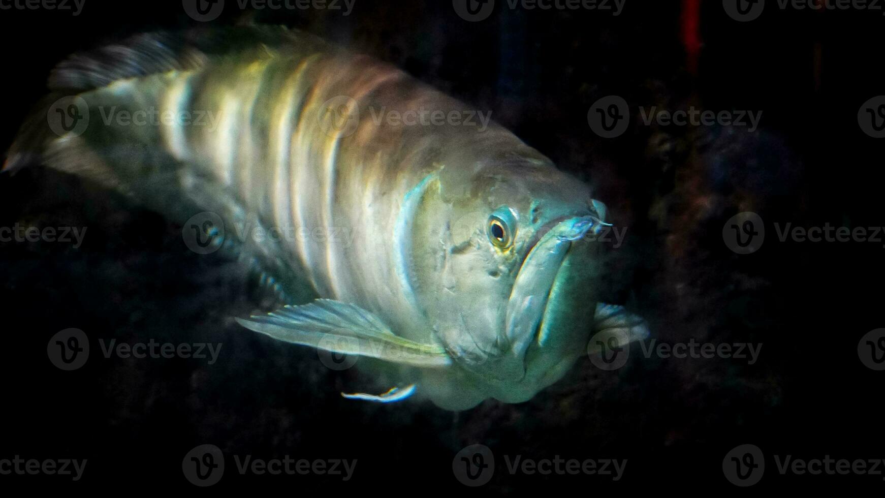 el agraciado movimiento de un blanco arowana pescado en sus acuático hogar foto