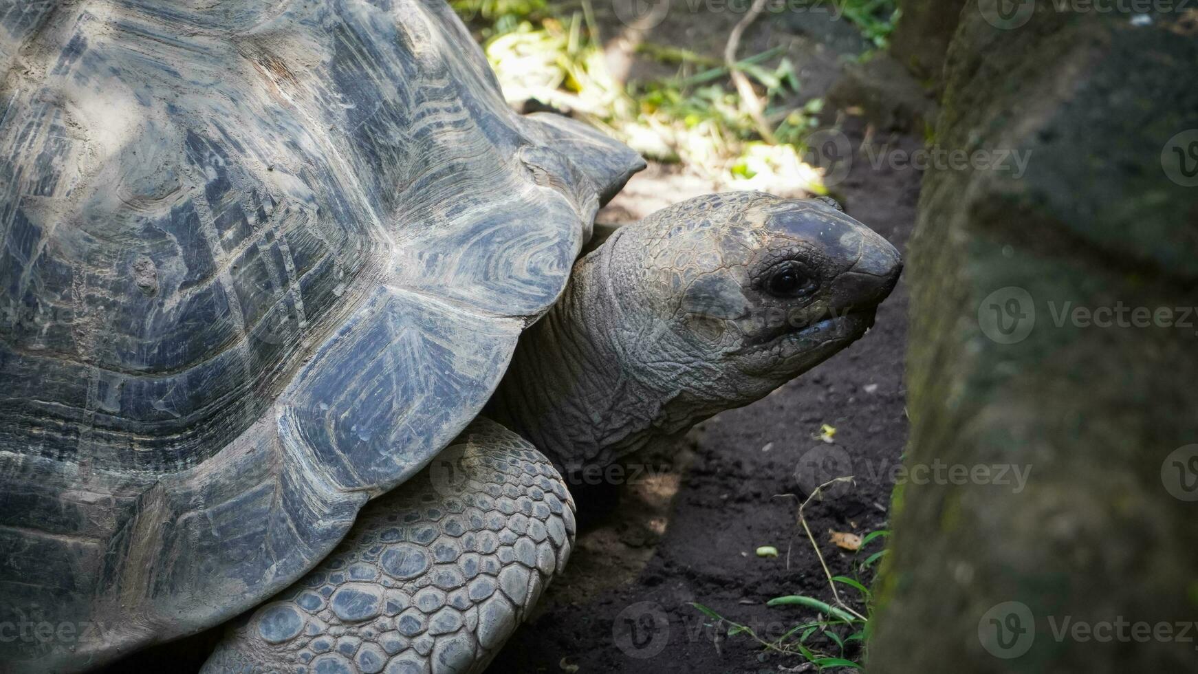 The Graceful Elder  A Close-Up of a Distinguished Old Turtle photo