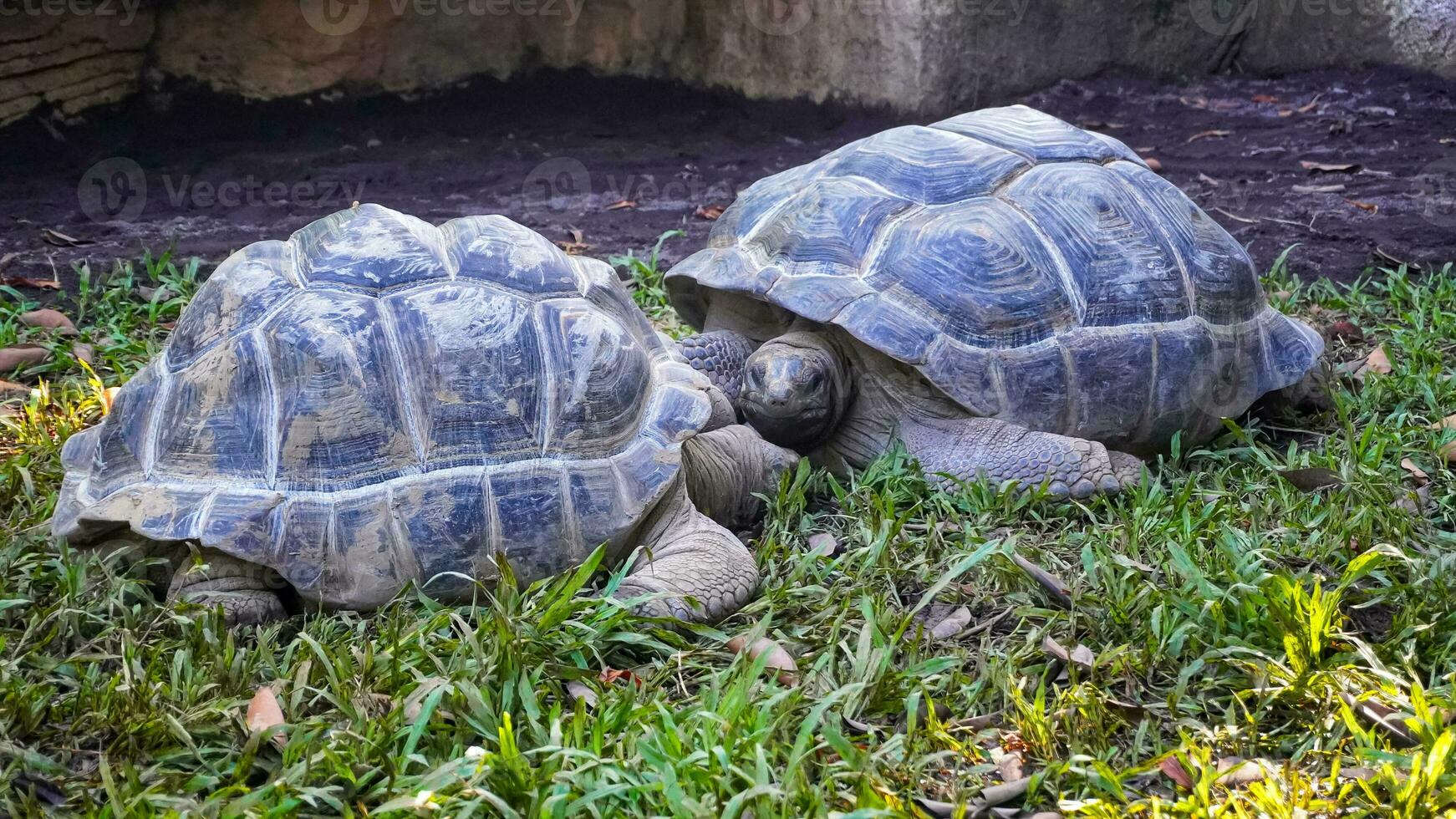 romántico momento dos gigante tortugas en amor foto