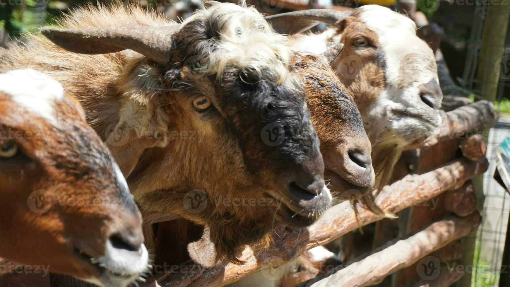 goat looking at camera in zoo photo