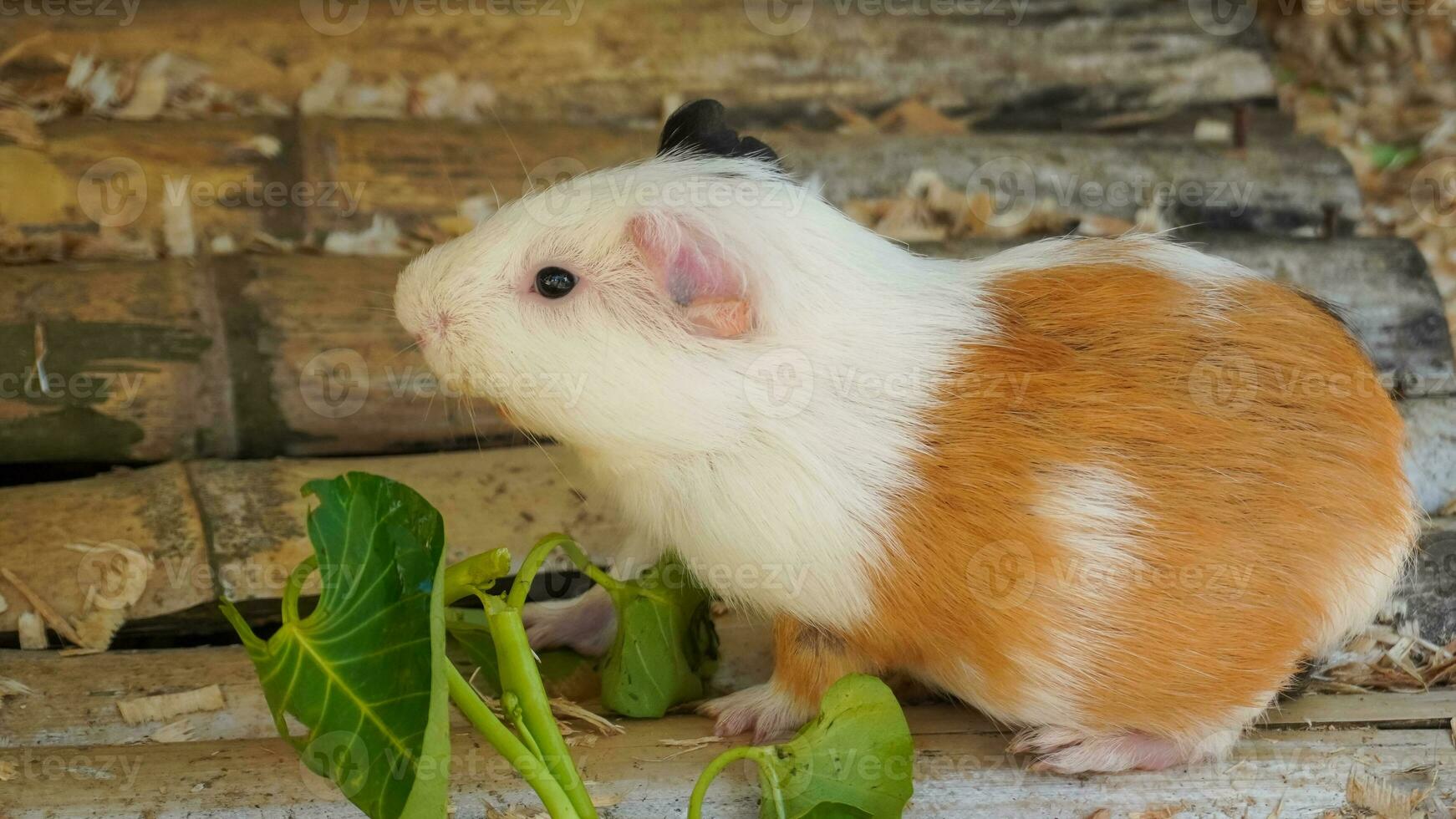 Little guinea pig in zoo photo