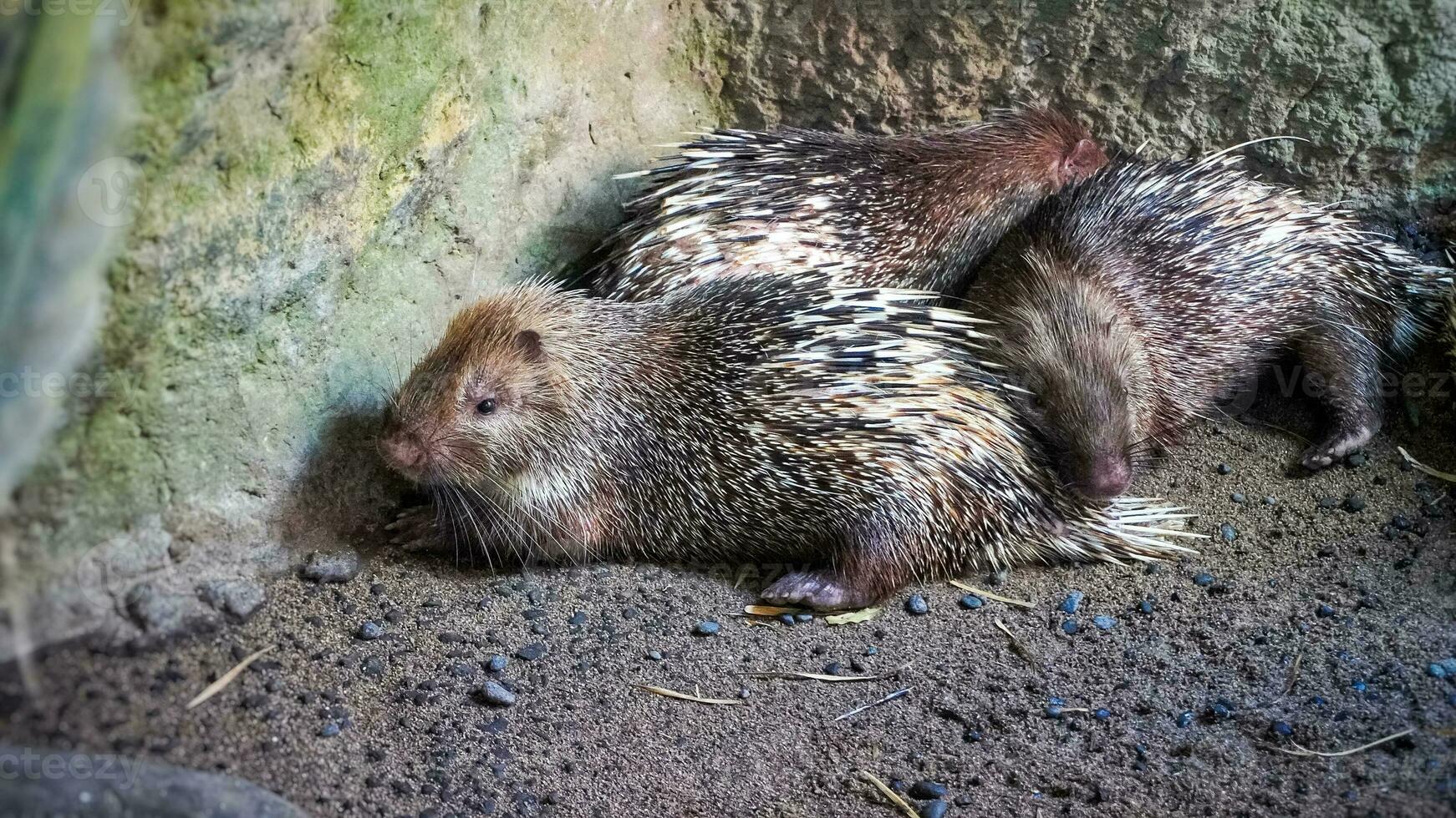 un manojo de erizos en un romper, un erizo a el zoo foto