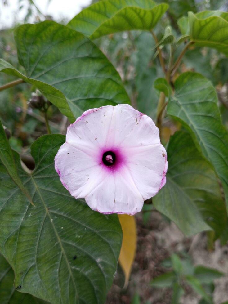The pond is covered with wild vines. Flowers are blooming in bunches of vines. The color of flower petals is white. Light purple in the middle. The name is Kalmi Phul. photo