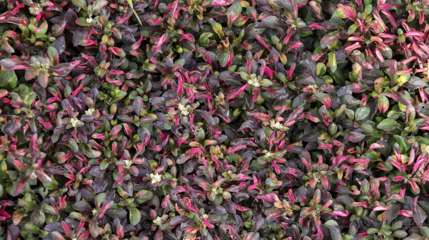 Beautiful Alternanthera ficoidea red ornamental plant texture and pattern background. photo